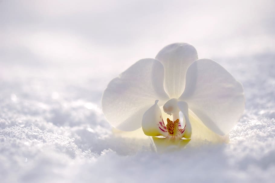 branco, flor de orquídea mariposa, neve, orquídea, flor, natureza, sol, luz do sol, inverno, ainda vida