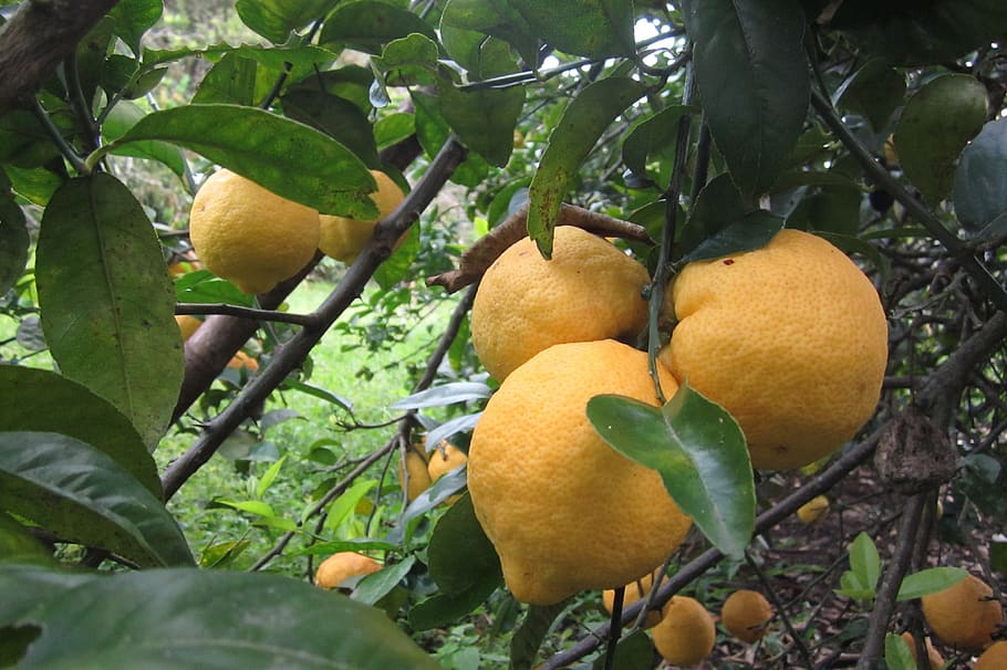 lemon, tree, fruit, fruit tree, yellow, nature, citric, leaves, branch, growth