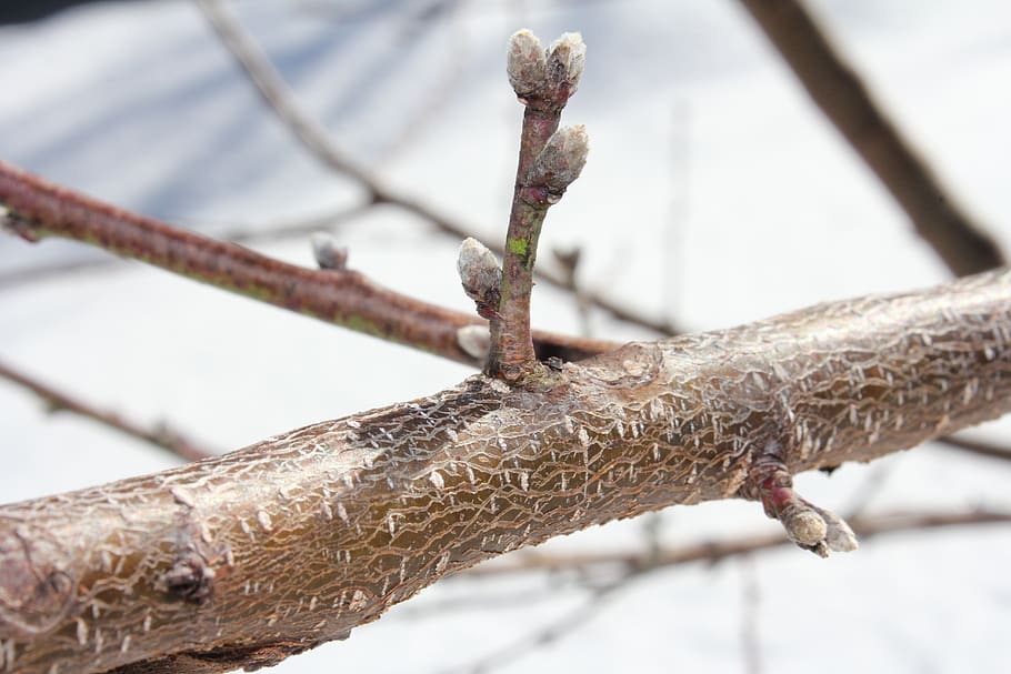 tree, nature, outdoors, wood, nectarine tree, tree buds, focus on foreground, close-up, day, branch