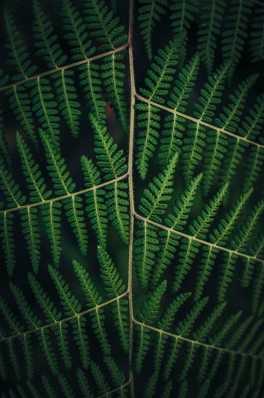micro, shot, green, leaves, nature, plant, veins, dark, closeup, stem