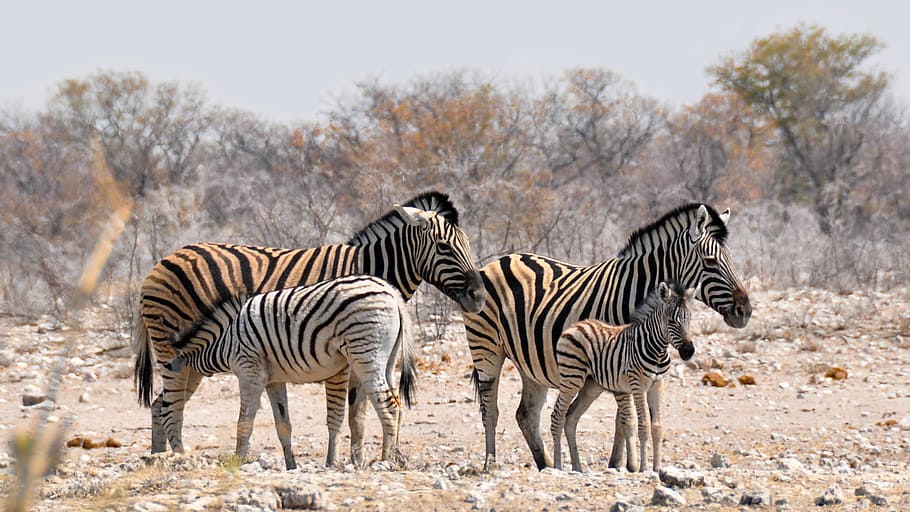 empat zebra, telanjang, pohon, siang hari, zebra, afrika, namibia, alam, kering, hewan