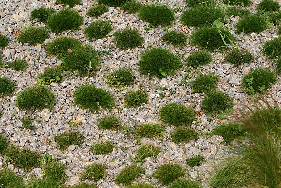 Pebble, Wild Grass, swards, grass, green, nature, backgrounds, pattern, plant, growth