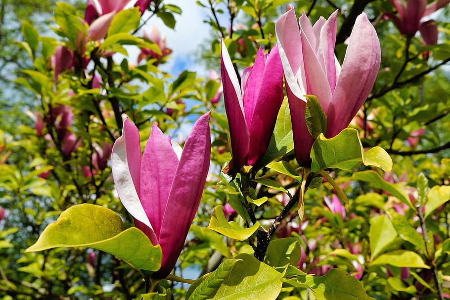flores, tulipán, púrpura, tulpenbaum africano, plantas de bignoniaceae, árbol, sépalos, planta, primavera, tulipán magnolia