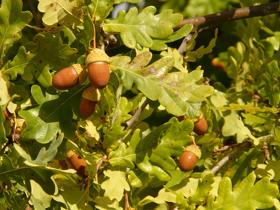 acorn tree close-up photography, shaft oak, pedunculate oak, quercus robur, quercus pedunculata, summer oak, german oak, deciduous tree, oak, quercus
