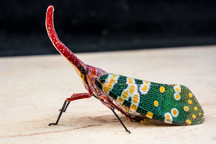 canthigaster cicada, 풀고 로모 파, 곤충, 코, 길고, 빨강, 화려한, 랜턴 캐리어 같은, bill kerfe, hemiptera