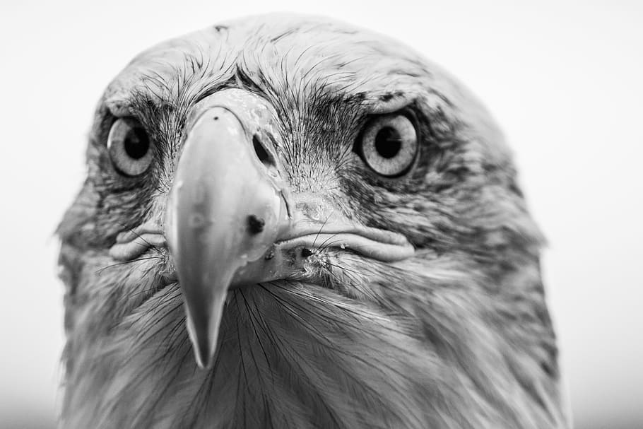 shallow, focus photography, eagle, bald eagle, haliaeetus leucocephalus, adler, raptor, bird of prey, bird, feather