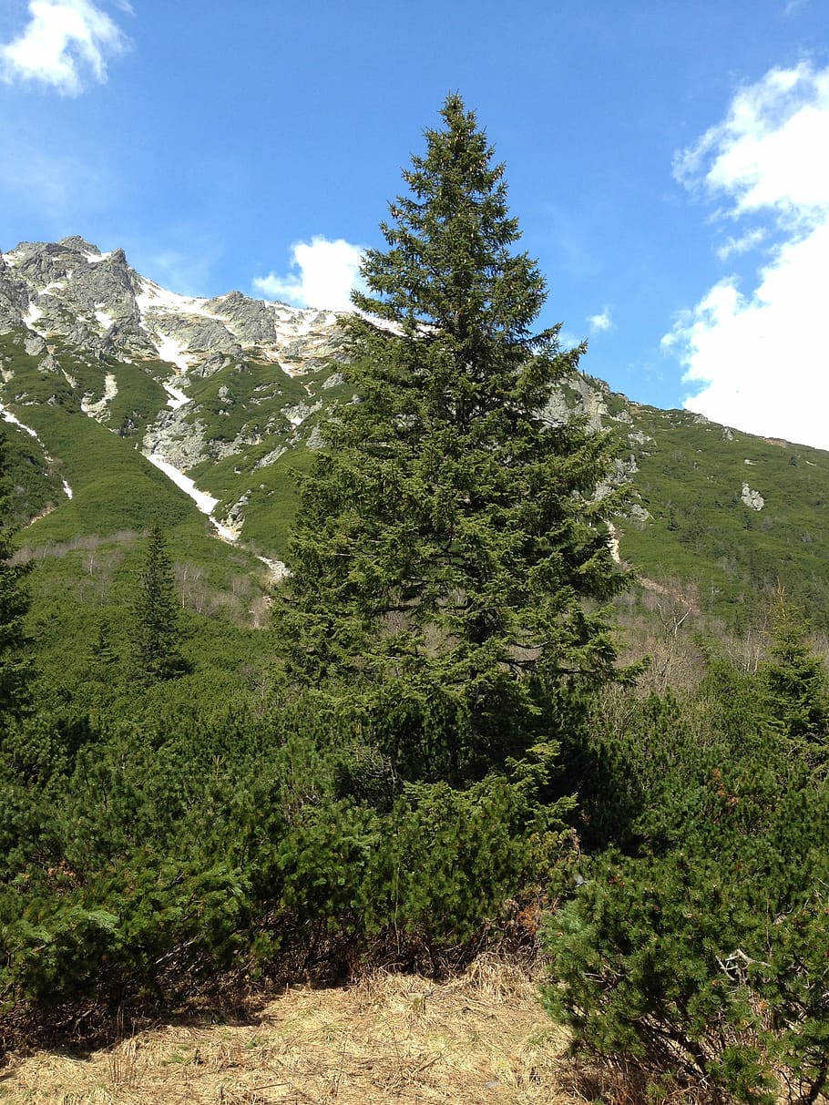 Tree, Spruce, Nature, Tatry, Mountains, needles, landscape, needle, coniferous, podhale