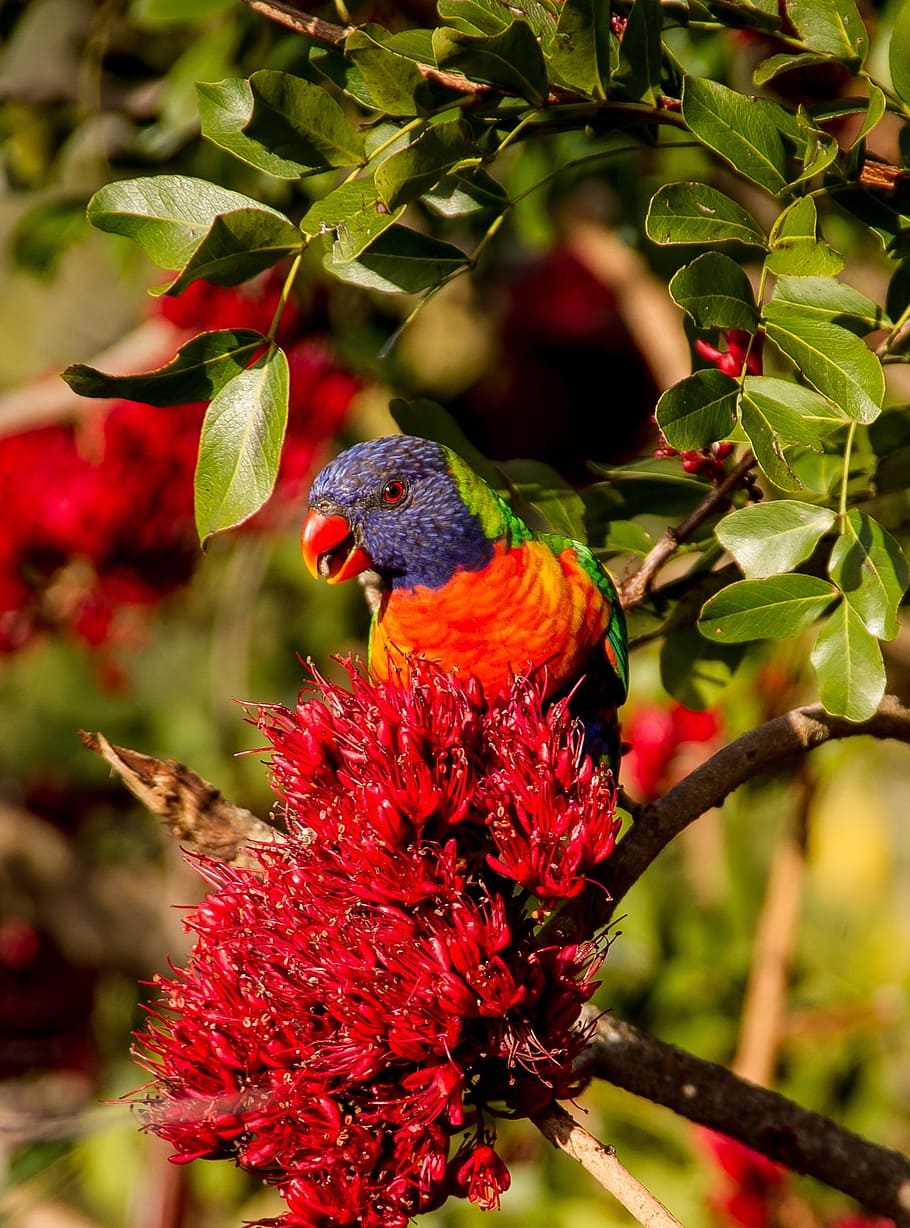red, green, bird perching, plant twig, Rainbow Lorikeet, Parrot, Colourful, bird, australian, wild