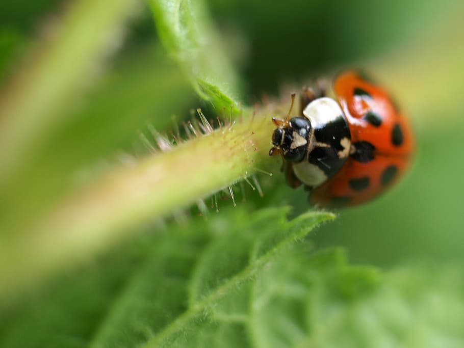 insect, nature, ladybird, animal themes, invertebrate, animal, animal wildlife, animals in the wild, one animal, close-up