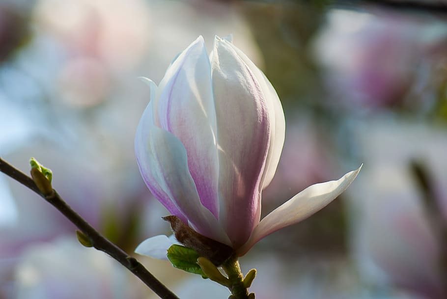magnolia, blossom plant, nature, garden, sheet, flowering, germ, flowering plant, flower, plant
