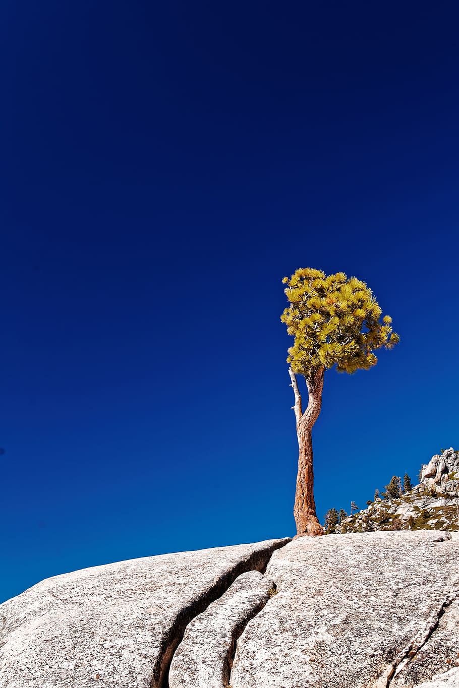 individual, tree, california, national park, usa, yosemite, mountains, blue, sky, yosemite park
