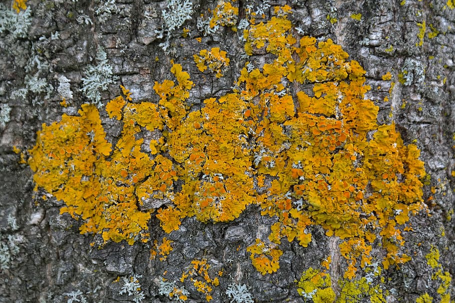 lumut, gelbflechte biasa, Lichen, Biasa, xanthoria parietina, lichen berbentuk daun, kepang daun lobed lebar, pohon, kulit kayu, kuning
