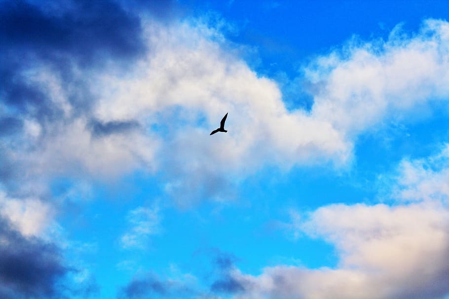 鳥, 飛ぶ, 自然, 翼, 羽, 空, パス, 飛行, 雲-空, 青