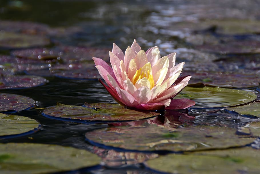 pink, lily, tubuh, air, siang hari, lily air, tanaman air, mekar, kolam, nuphar lutea