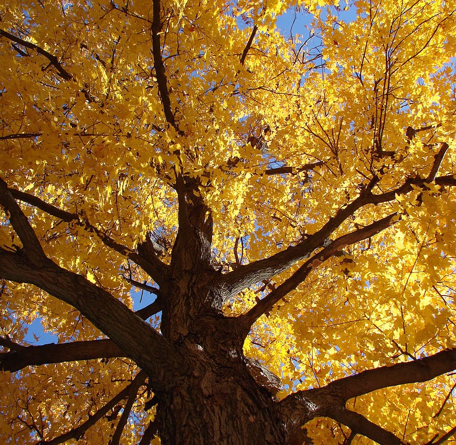 Tree Look Up Ground Golden Leaves Fall Seasonal Nature Plant Autumn Pxfuel