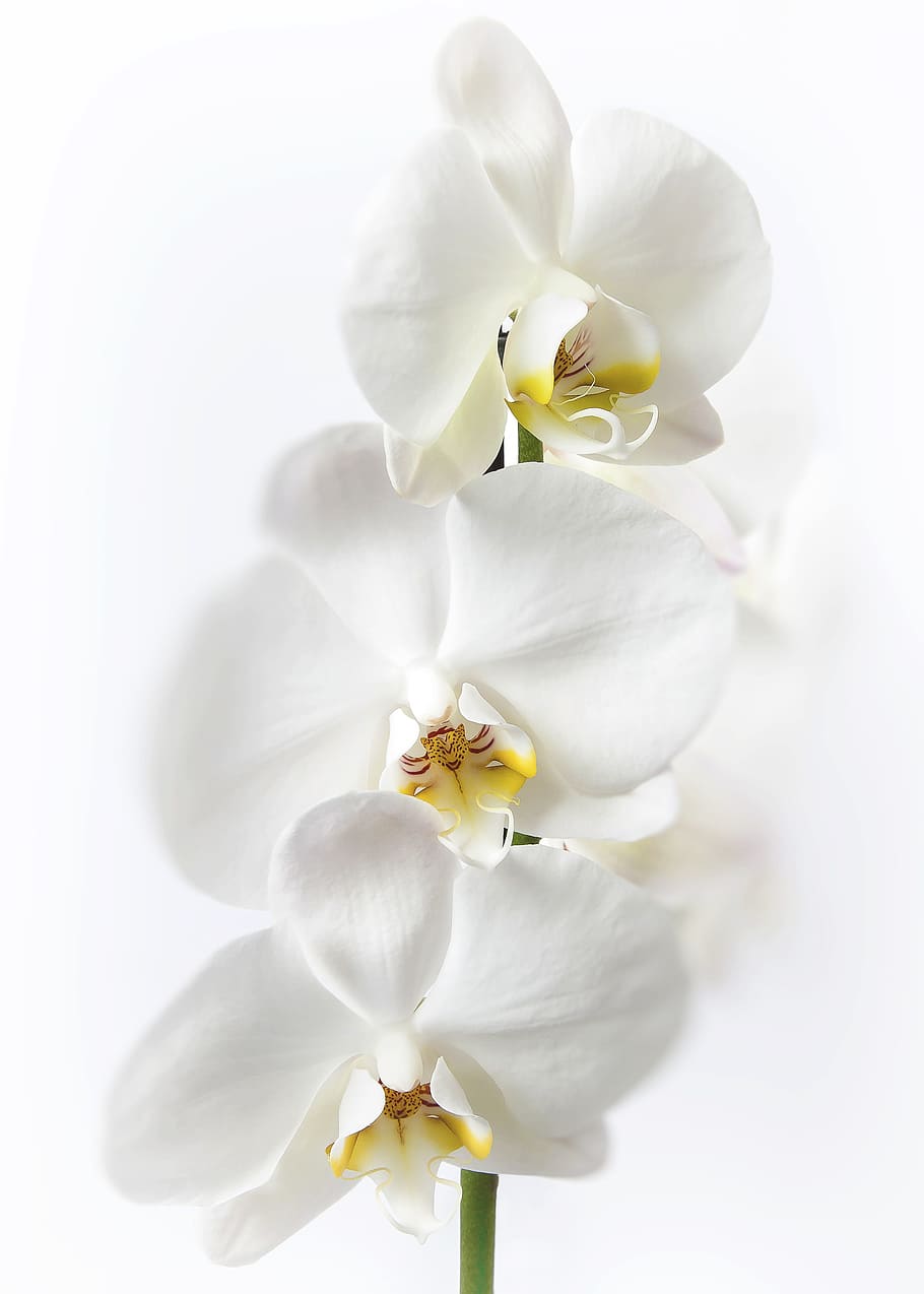 Phalaenopsis, Orchid, White, phalaenopsis orchid, flower, tropical, butterfly orchid, plant, blossom, bloom