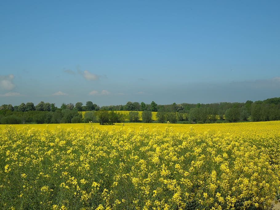 field of rapeseeds, blue sky, yellow, field, spring, nature, crop, rape blossom, beautiful, sun