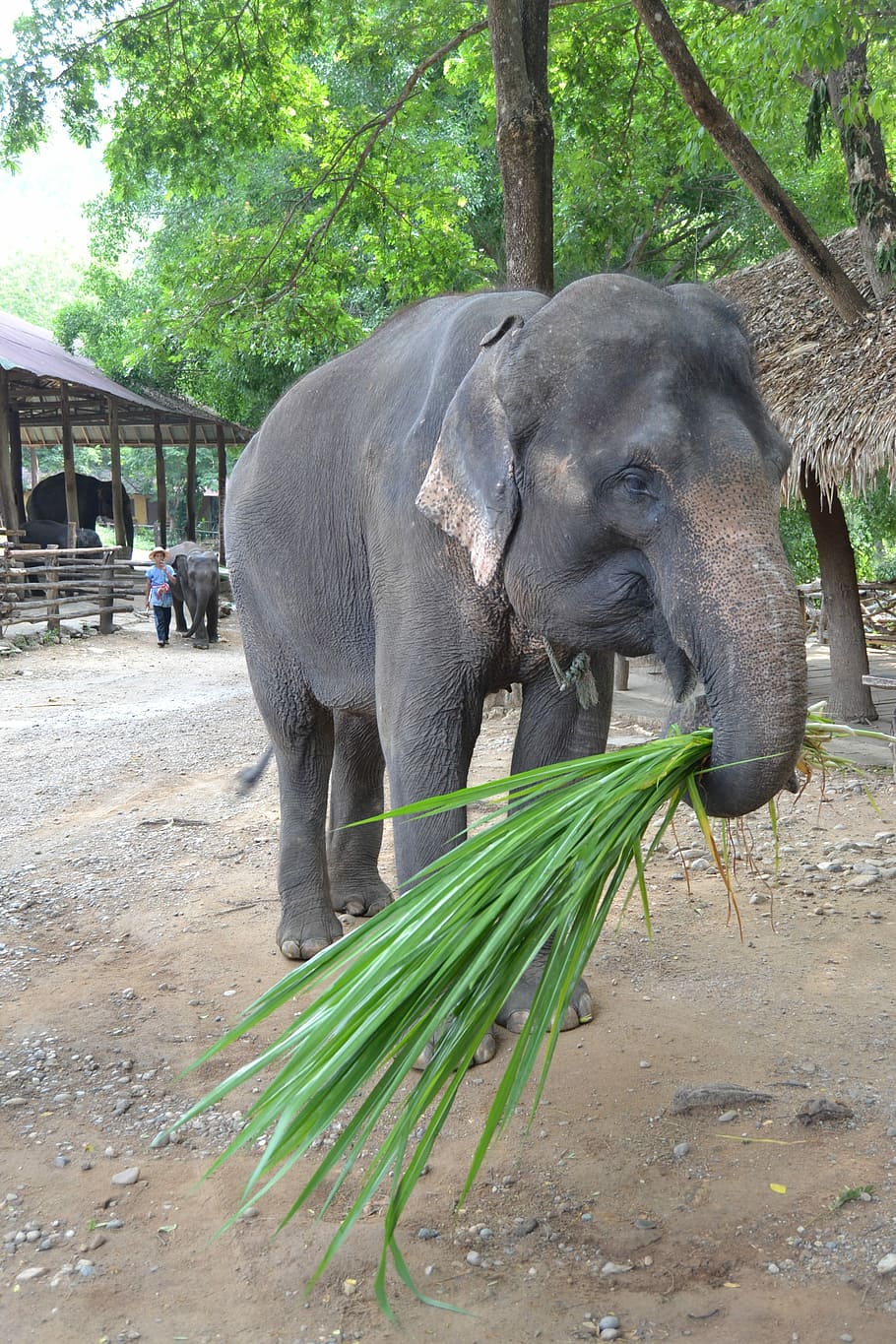 camp elephants, elephant, thailand, caregiver elephant, animals, caregiver, jungle, animal, nature, animal world