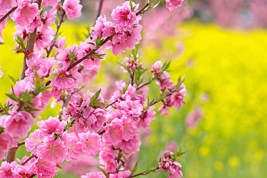 pink, petaled flowers, flowers also, flowers peach, peach blossoms, rape blossoms, yellow, huang, fukushima prefecture, fukushima