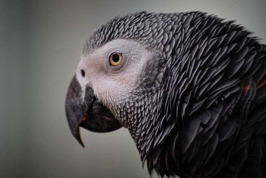 close-up photography, african, gray, parrot, face, animal, bird, grey, ara, beak