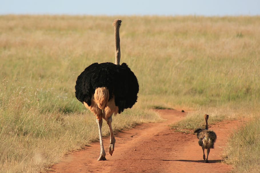 avestruz, andar, jovem, pássaro, assistindo, natureza, asas, proteger, ensinar, animais selvagens