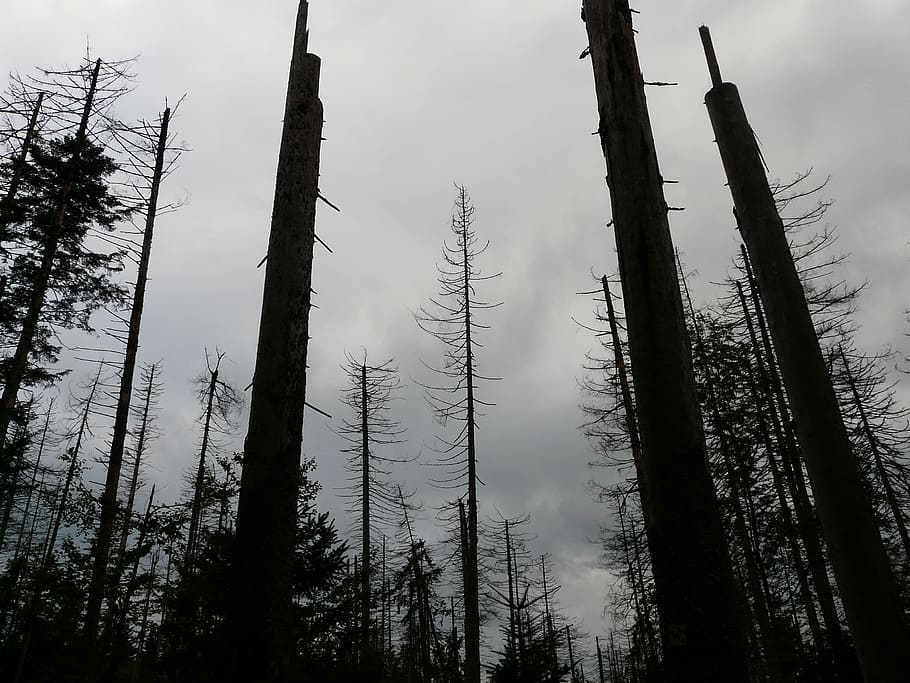 low, angle photography, forest, waldsterben, dead, death, dead trees, dead wood, storm, sky