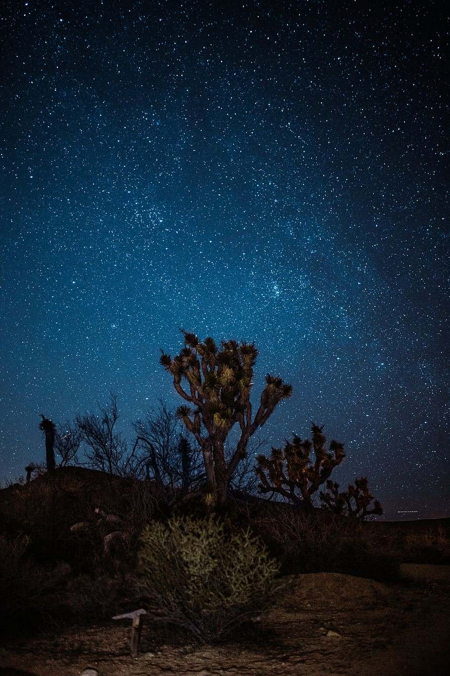 selective, focus photography, tree, stars, nighttime, blue, sky, night, plants, cactus