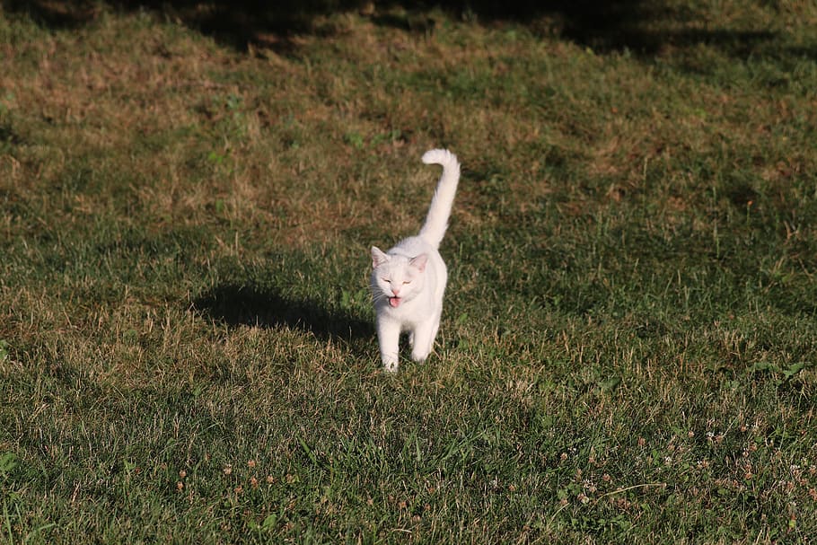 barn cat, cat, white, animal, kitty, kitten, cute, feline, grass, land