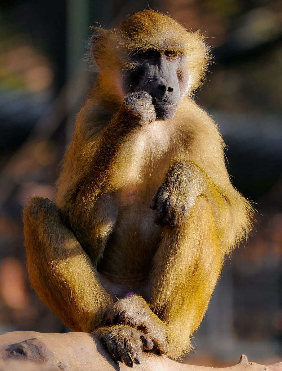 Animal, mono, mono de Berbería, sentarse, pensar, babuino, solitario, fotografía de vida silvestre, primates, vida silvestre