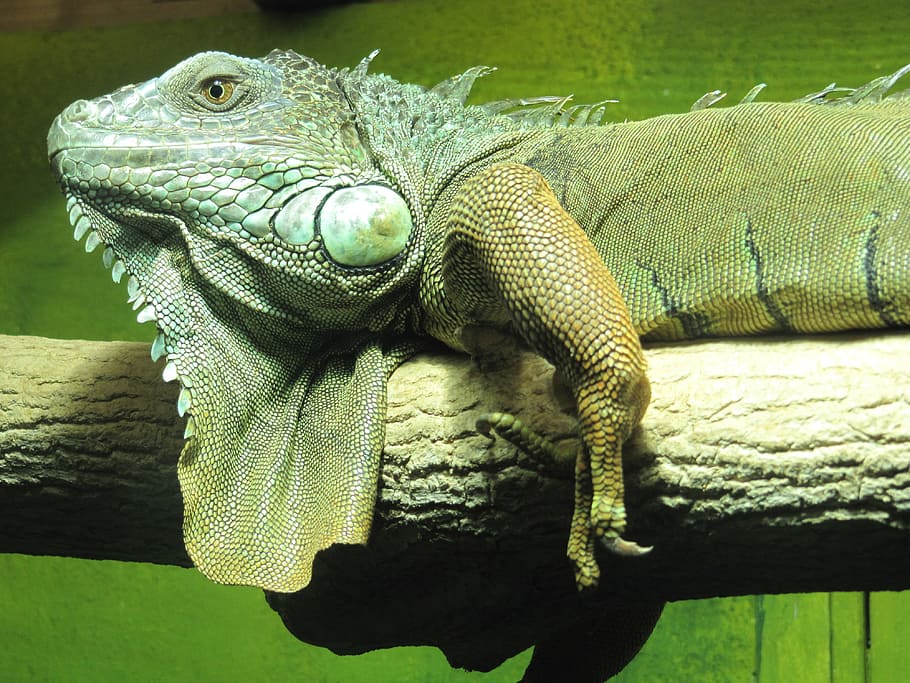 iguana, kadal, reptil, hijau, hewan, tema hewan, margasatwa, satu hewan, vertebrata, hewan di alam liar