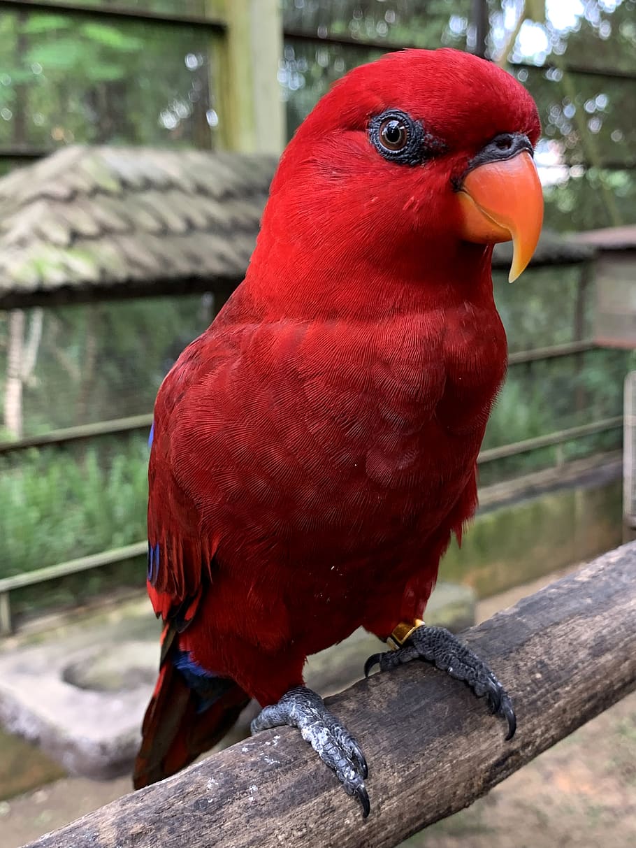 free-download-red-lory-lory-bird-parrot-red-feather-animal