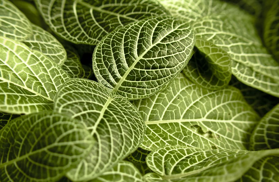 green, leaves, plants, nature, green color, plant part, leaf, full frame, close-up, backgrounds