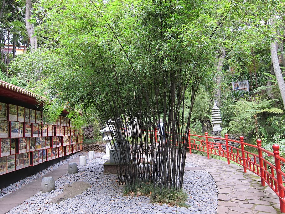jardín de bambú, oriental, japonés, zen, verde, natural, naturaleza, jardín, planta, árbol