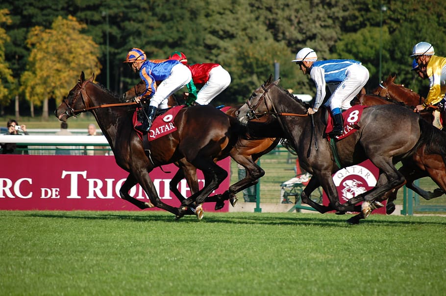 Longchamp, Horse, Race, horse, race, competition, running, gambling, speed, sports race, mammal