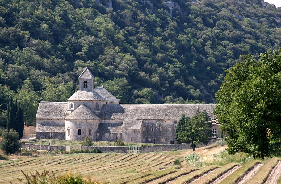 abbey, sénanque, notre dame de sénanque, monastery, lavender, blue, the order of cistercians, gordes, department of vaucluse, france