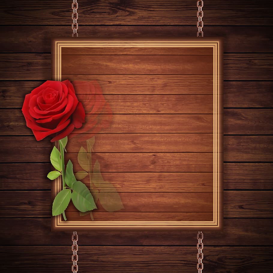 red, rose, flower illustration, card, design, texture, background, reason, red rose, romantico