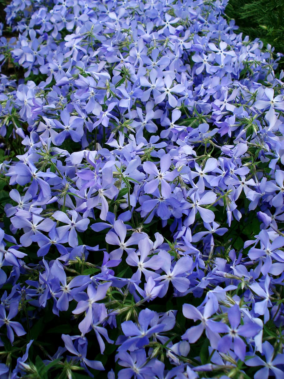 flores, flores de primavera, flores azules, flores púrpuras, flores  pequeñas, flor de araña, flor morada, flor, púrpura, pequeña | Pxfuel