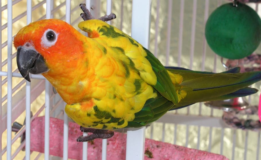 colorful, parrot, lori, orange, yellow, green, feather, pet, beak, bright