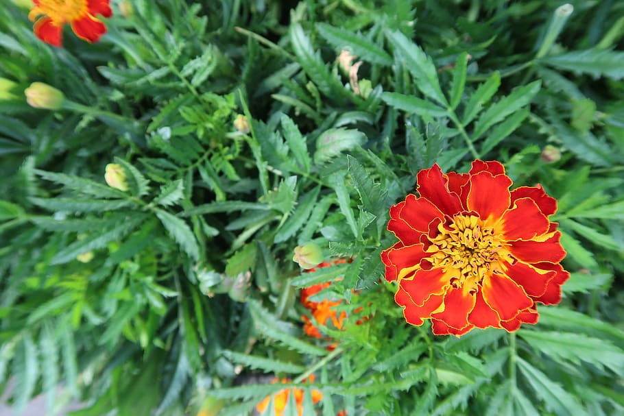 red marigold, french marigold, marigold red, single marigold flower, flower, single flower, gardening, marigold blossom, bloom marigold, flowering plant