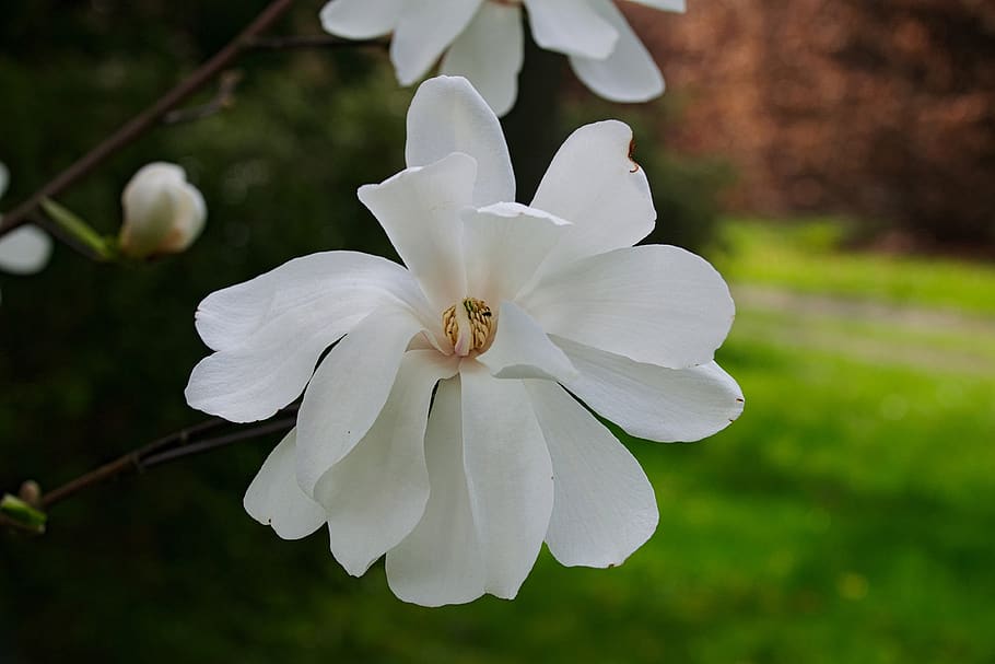 magnolias, magnolia blanca, flor de magnolia, naturaleza, blanco, primer  plano, primavera, flor blanca, flor grande, la delicadeza | Pxfuel