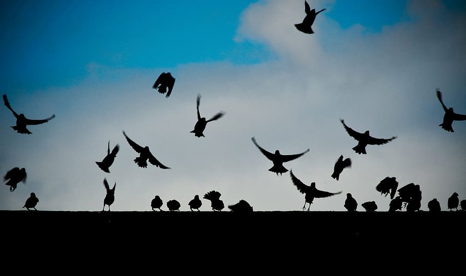 silhouette, flying, birds, white, clouds, daytime, fly, animals, dark, wall