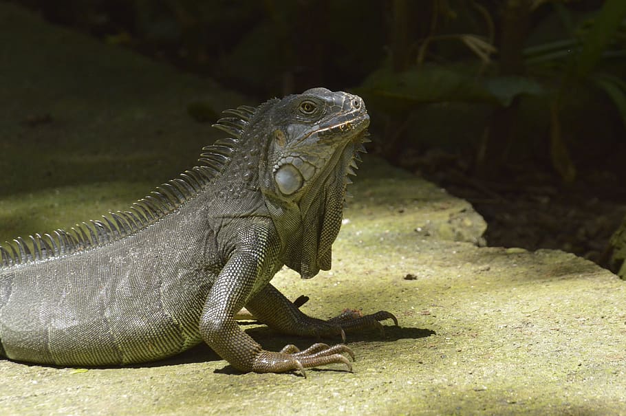 iguana, reptile, costa rica, zoo, lizard, animal, one animal, animal themes, animals in the wild, animal wildlife