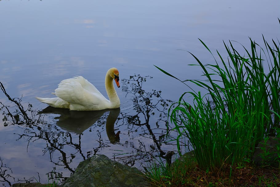 swan, park lake, sunset, evening, thuringia germany, water, lake, animals in the wild, vertebrate, animal wildlife