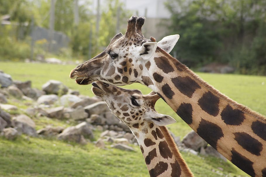 girafa, mãe, bebê, animais, amor, natureza, temas animais, animal, mamífero, um animal