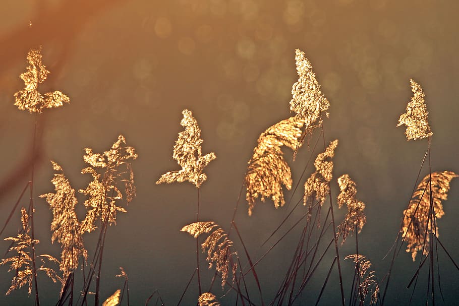 back light, reed, nature, marsh plant, plant, water, mood, bank, light, hell
