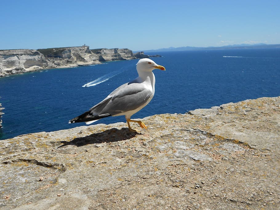 seagull, corsican, holiday, sea, vertebrate, animal themes, bird, animals in the wild, water, animal wildlife