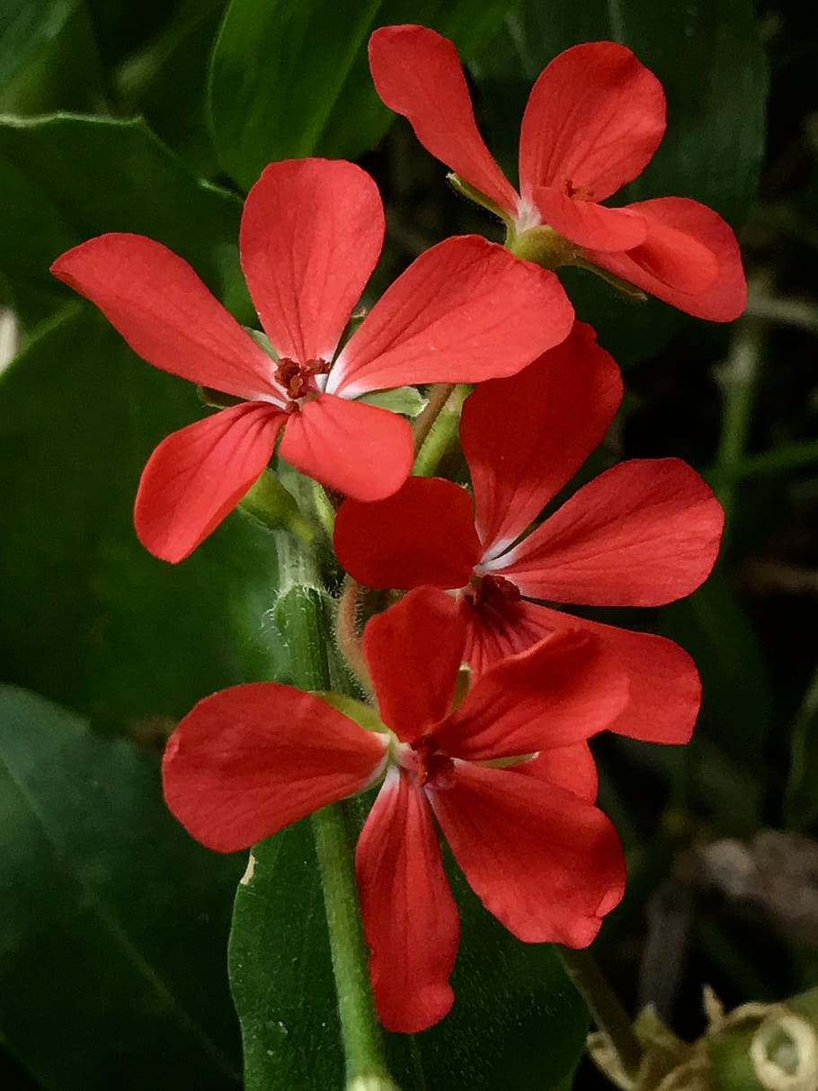 flor roja, flores pequeñas, flor pequeña, flora, flores, naturaleza,  plantas, silvestre, primavera, jardín | Pxfuel