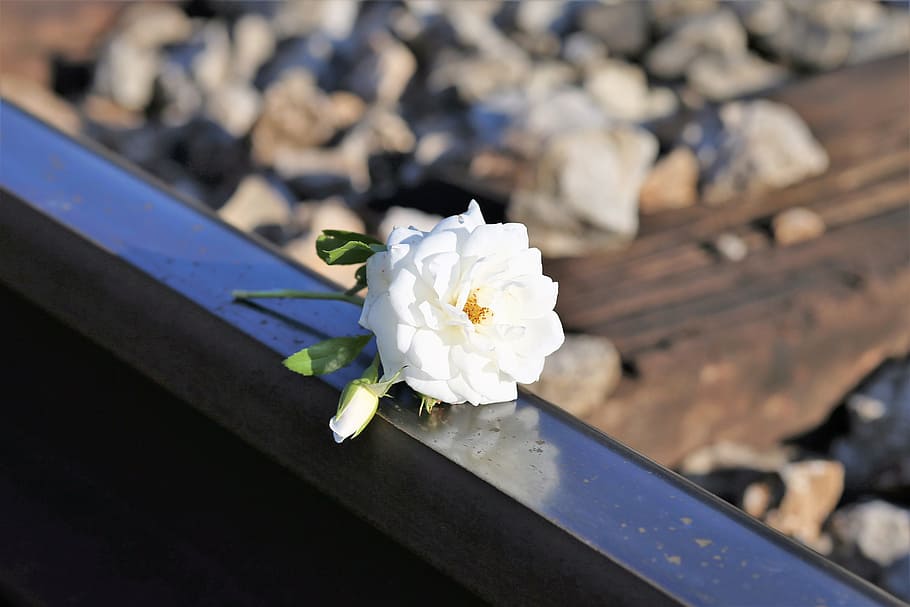 stop children suicide, Stop, Children, Suicide, tiny fragile white rose, railway, remembering those kids, who leaves us too soon, school stress, exam stress