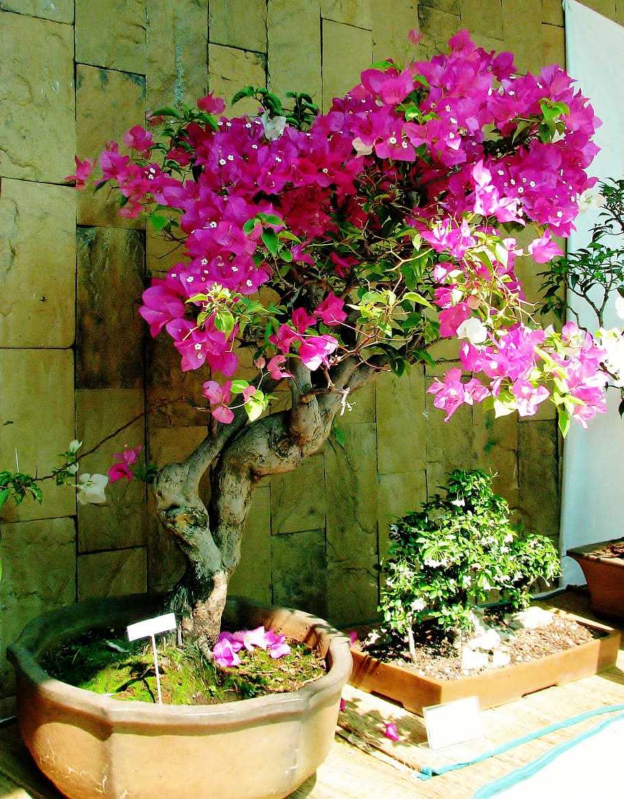 bougainvillea, bonsai, small, plant, potted plant, pot, flowering plant, flower, nature, growth