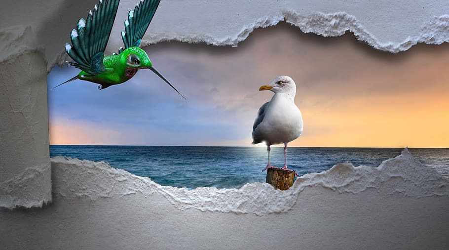 white seagull, seagull, hummingbird, sea, breakthrough, bird, encounter, longing, liberation, dom